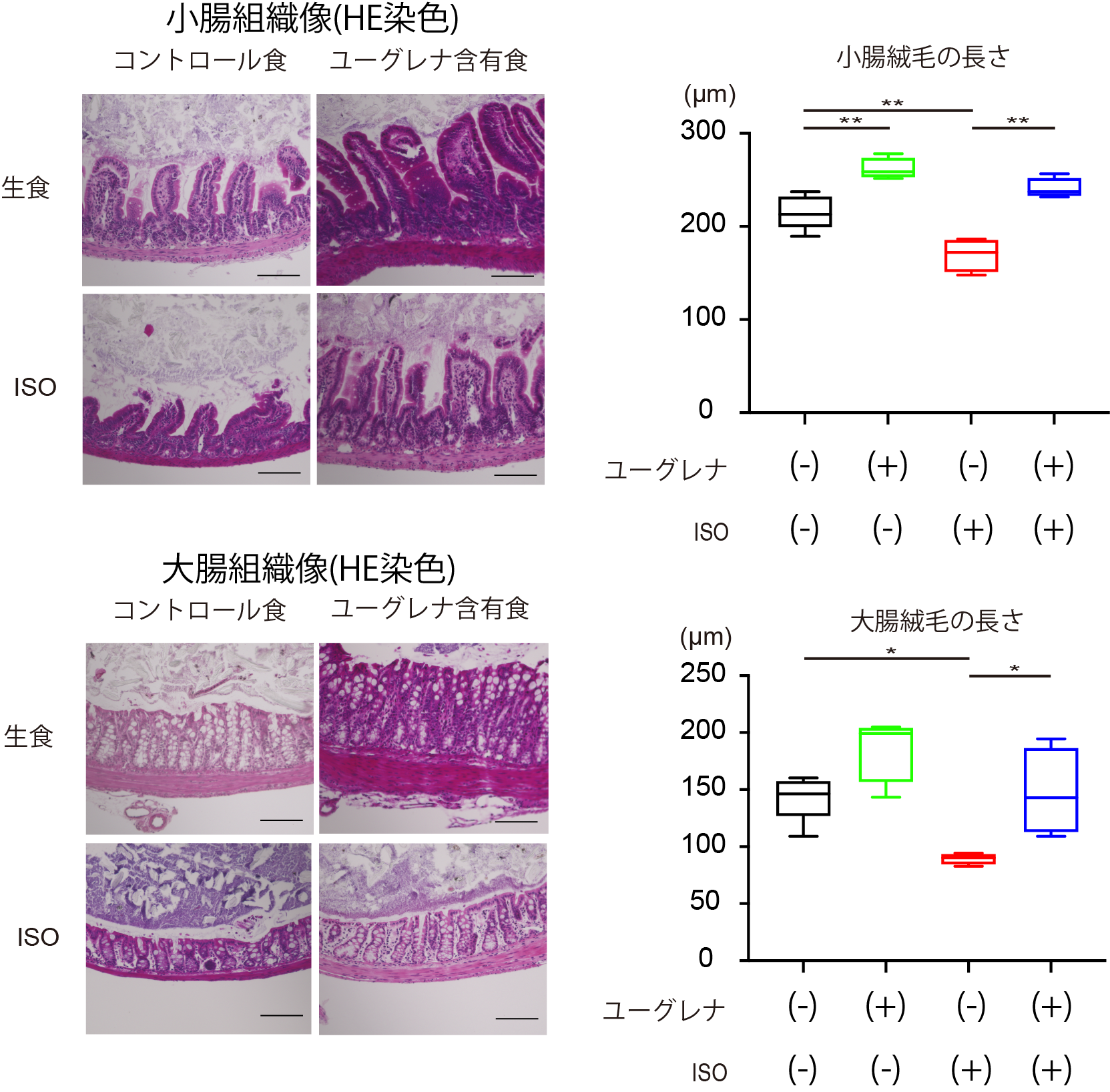 図６：ユーグレナによる心不全モデルの小腸および大腸の絨毛に対する影響