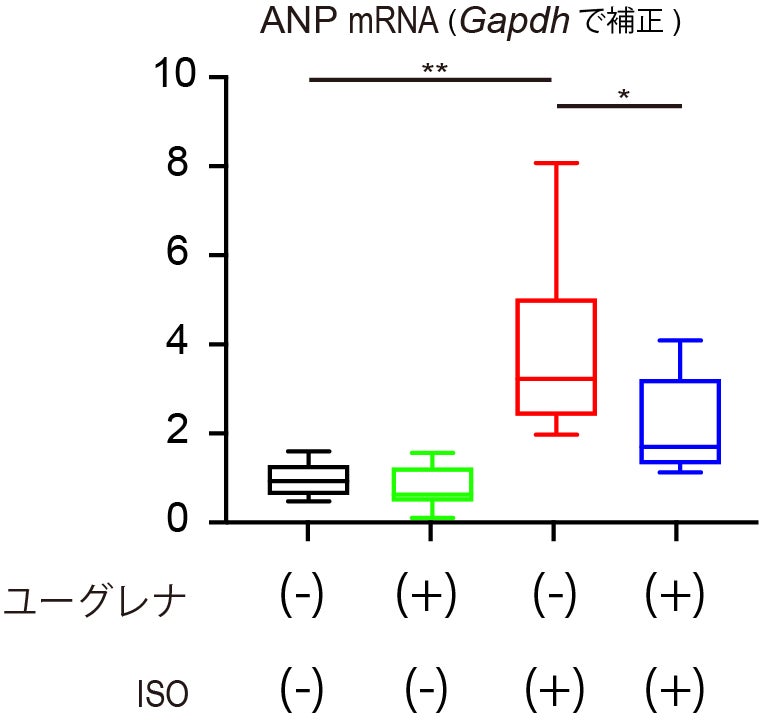 図2:ユーグレナによる心房性ナトリウム利尿ペプチド(ANP)の遺伝子発現に対する影響