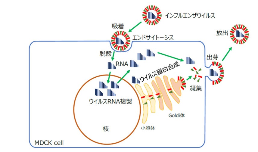 図2:ウイルスが感染する過程