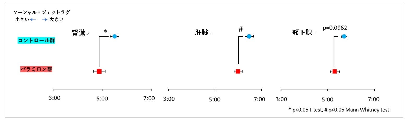 図3：ソーシャル・ジェットラグの状態にあるマウスのPER2のタンパク質発現リズムの位相