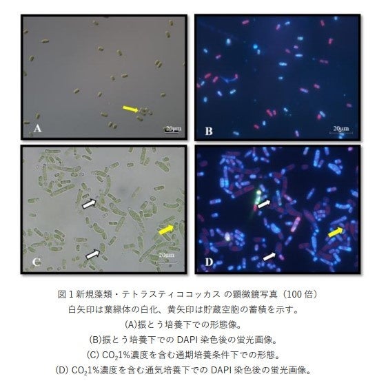 藻類研究法 ちとせ研、藻類からCO2実質ゼロ燃料 世界最大級の培養施設 量産