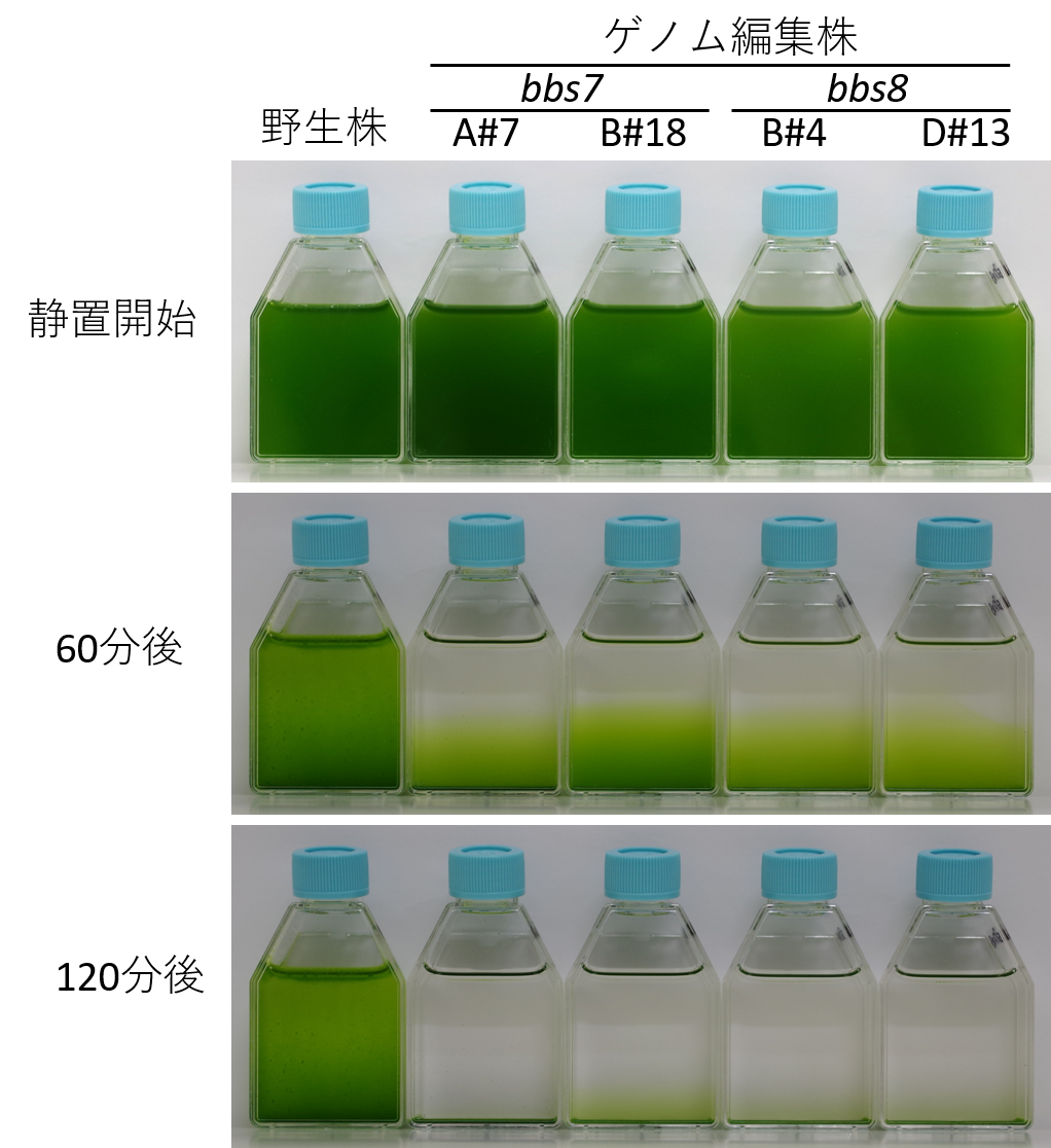 図2　遊泳不全ミドリムシ株の沈殿試験