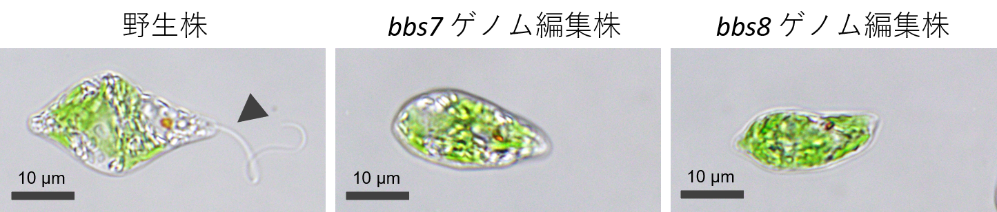 図1　ゲノム編集技術により作出したべん毛がないミドリムシの一例