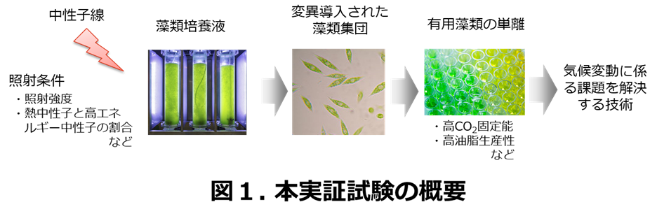 気候変動問題を解決する藻類育種技術の実証実験を開始 | 株式会社