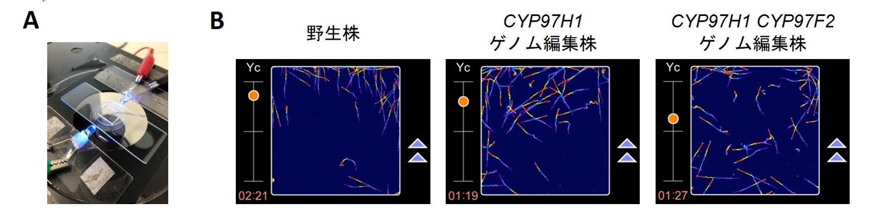 図2 ゲノム編集ユーグレナ株の光走性
