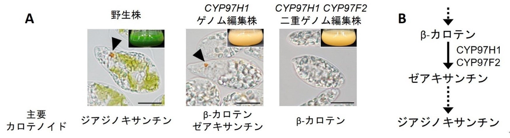 図1 本研究で作出したゲノム編集ユーグレナ株とカロテノイド合成経路