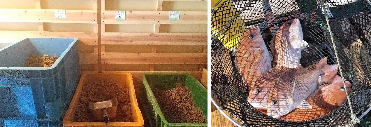 水産養殖試験に使用した飼料/水産養殖試験のマダイ