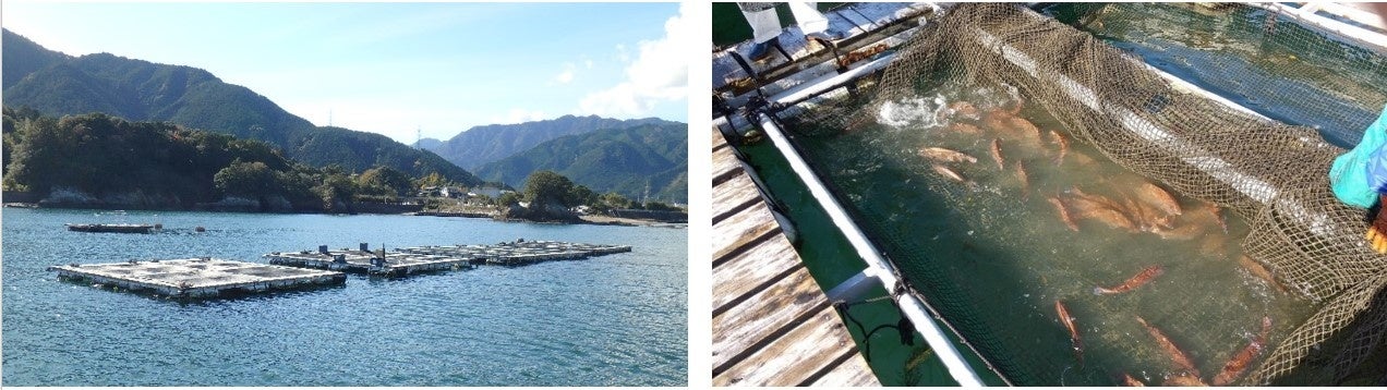 水産養殖試験の様子(生け簀)