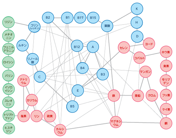 栄養素は相互連携して働く