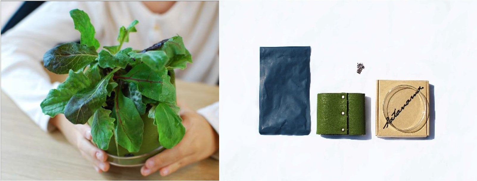 「やさしい栽培キット」商品イメージ