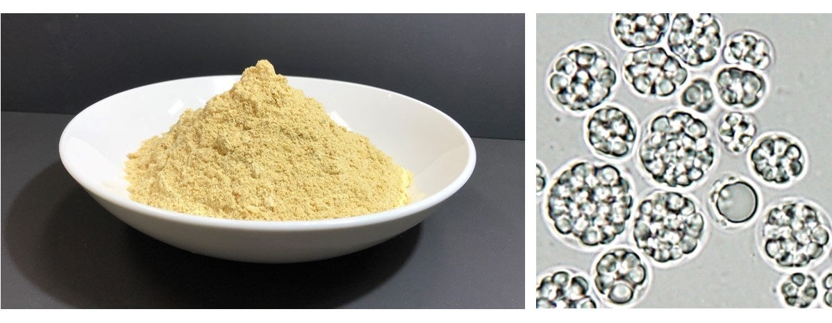 左:オーランチオキトリウムの粉末、右:オーランチオキトリウムの顕微鏡写真