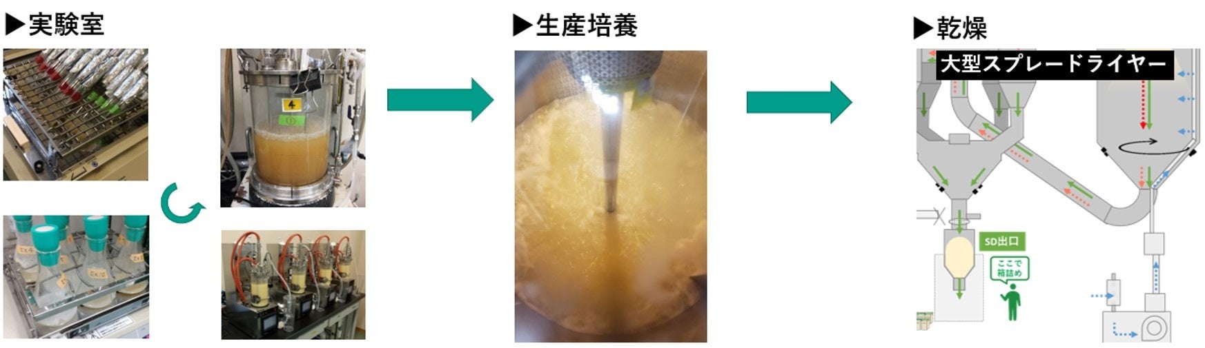 オーランチオキトリウムの生産工程イメージ