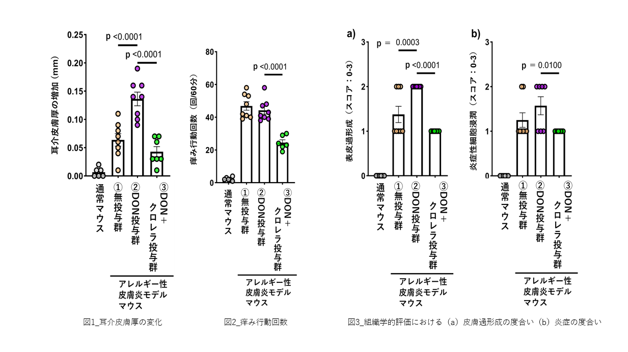 ヤエヤマクロレラの摂取が、マイコトキシンの一種であるデオキシニバレノールにより増悪する皮膚アレルギー症状を軽減する可能性を示す研究結果を確認