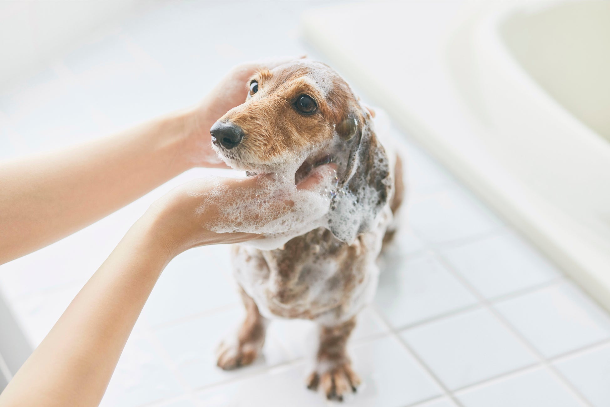 ワンちゃんのお肌に着目した新ブランド The Mate Tokyo が誕生 株式会社kurukuruのプレスリリース ワンちゃんのお肌に着目した新ブランド The Mate Tokyo が誕生 株式会社kurukuruのプレスリリース