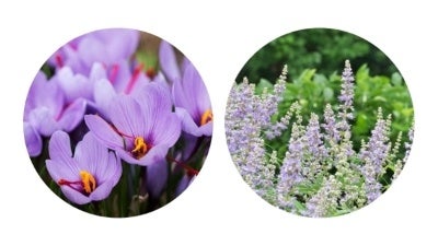 サフランとチェストツリー