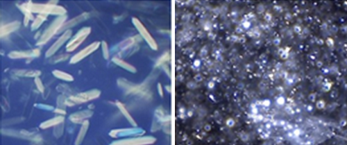 （左）粒径20㎛・（右）粒径5㎛以下の「グアニン結晶」