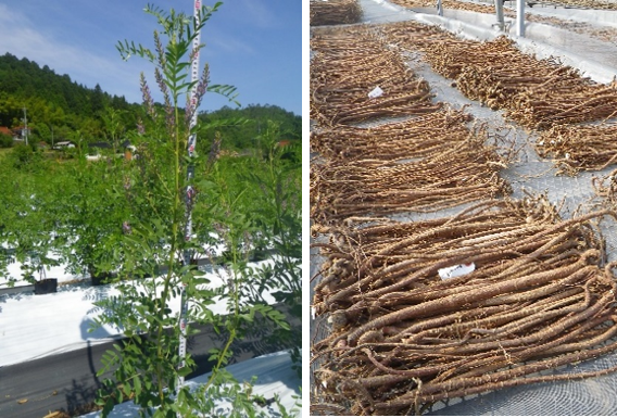 スペインカンゾウ 新品種「新日本製薬GG01」