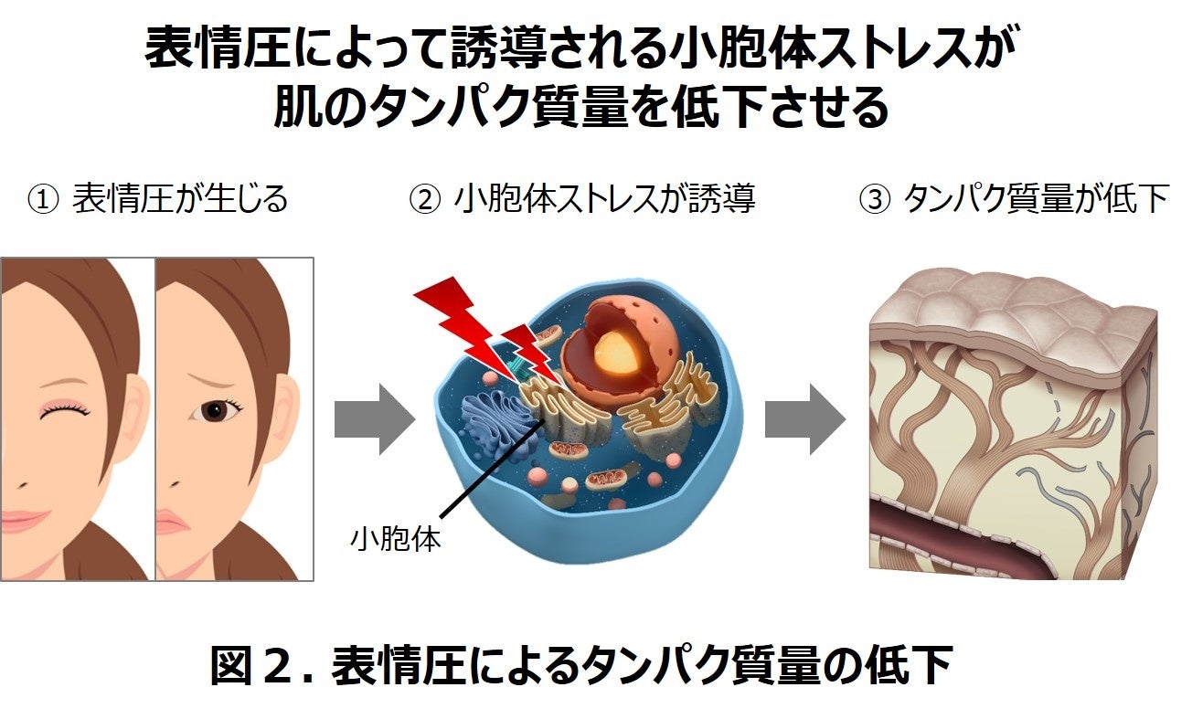 細胞に圧力がかかると小胞体ストレスが発生 表情表出時にシワが固着する一因に