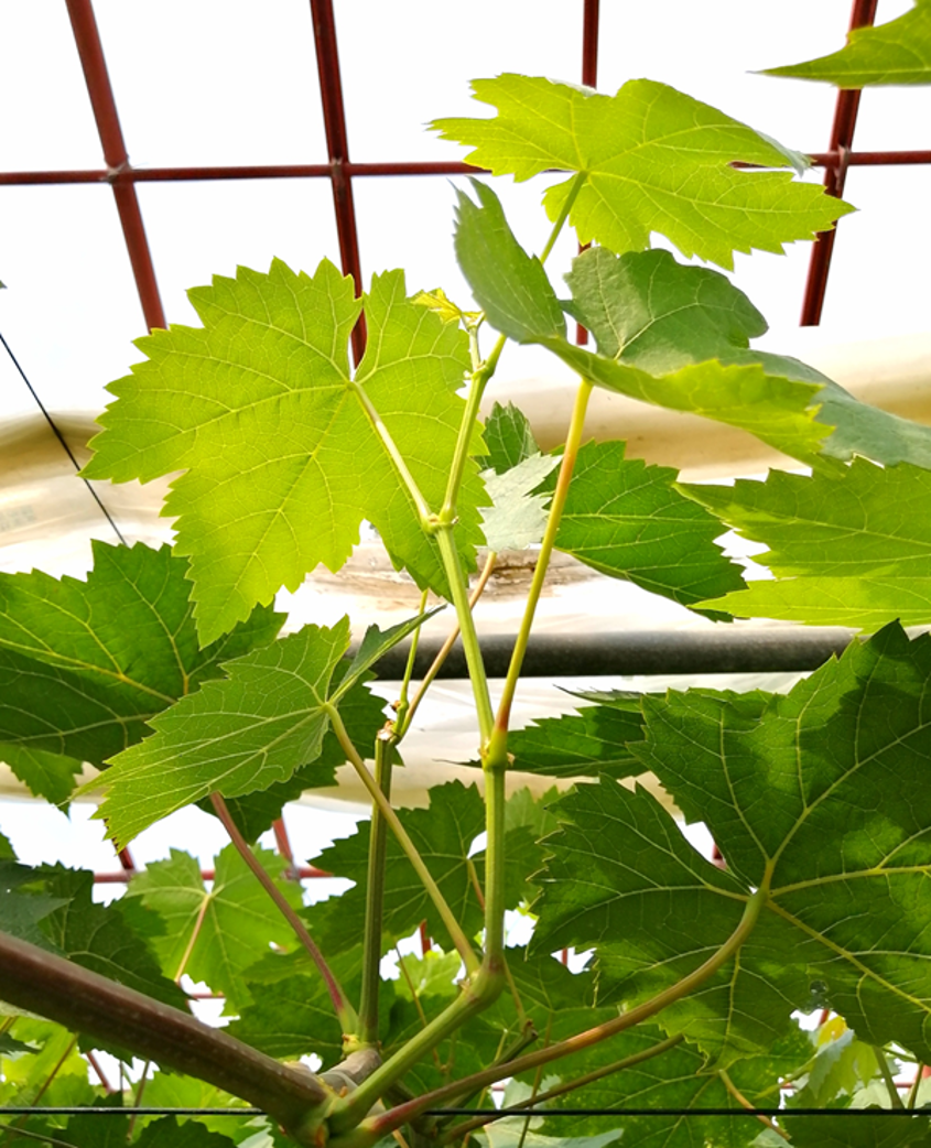 「神紅」ブドウの副梢（葉茎）