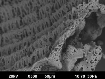 【NEO Silica SEM画像】