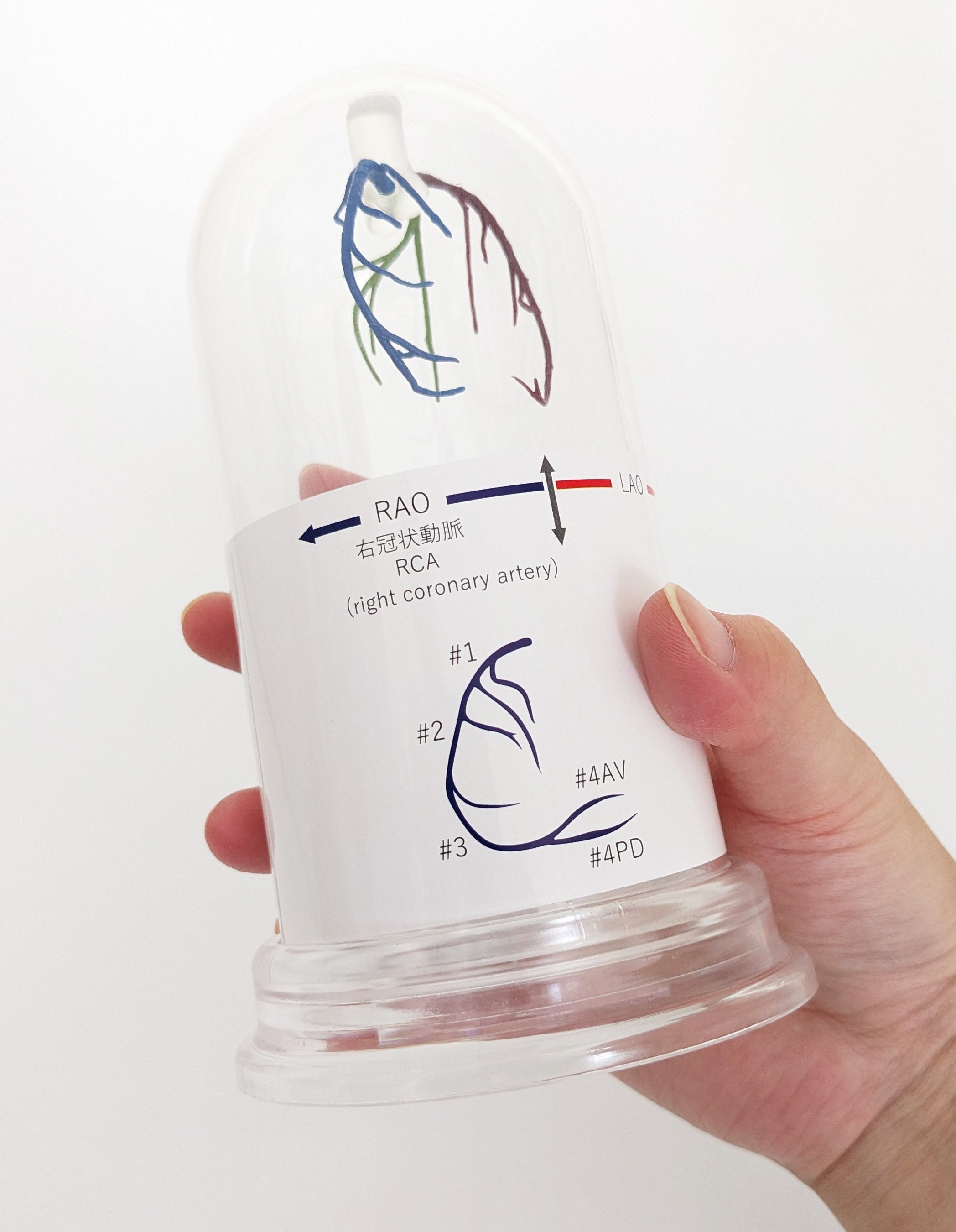 写真：CAトレーナー　サイズ