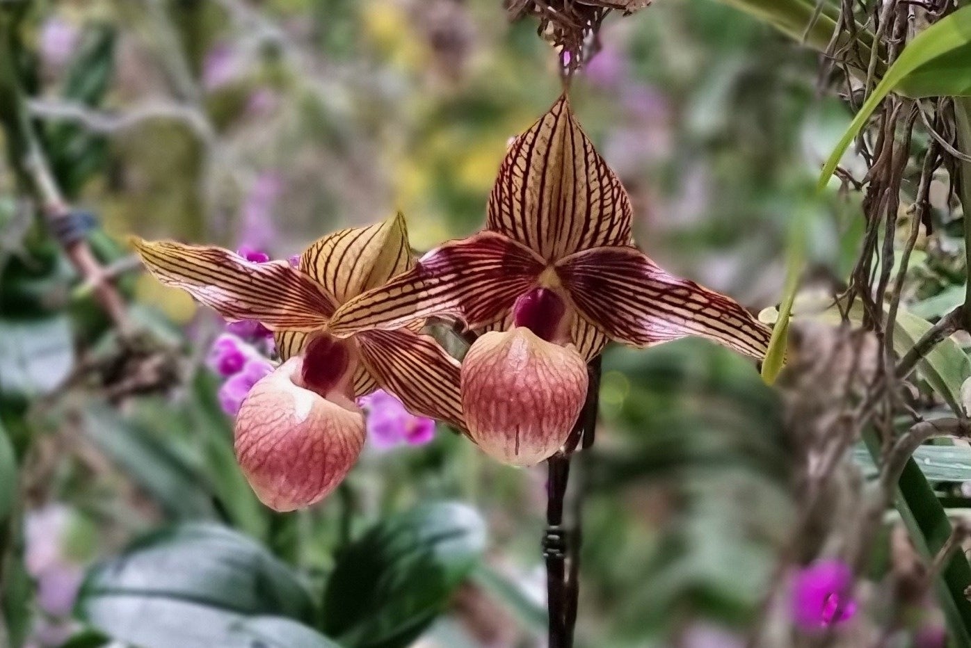 東京・豊洲のチームラボプラネッツ、花と一体化する庭園の作品