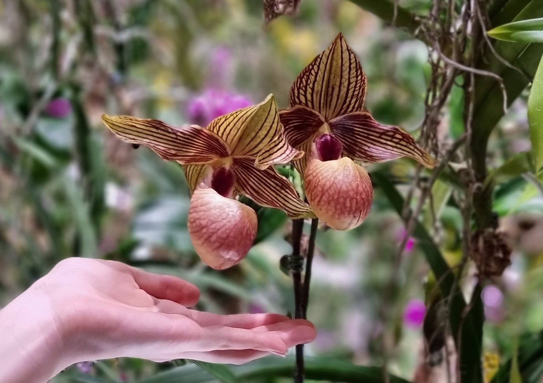 東京・豊洲のチームラボプラネッツ、花と一体化する庭園の作品