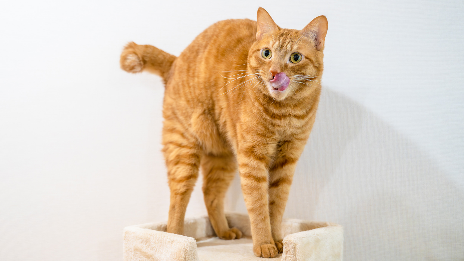 お気に入りのキャットタワーに乗る松丸さんのご愛猫リド様（♂２歳）