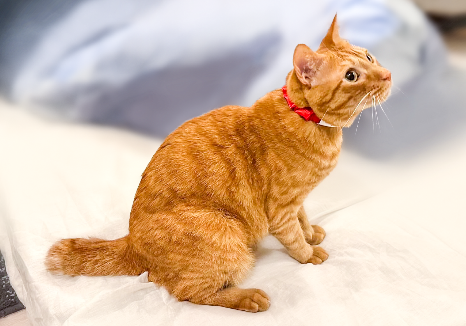 ご自宅でサンプルの試着に勤しむCMOリド様