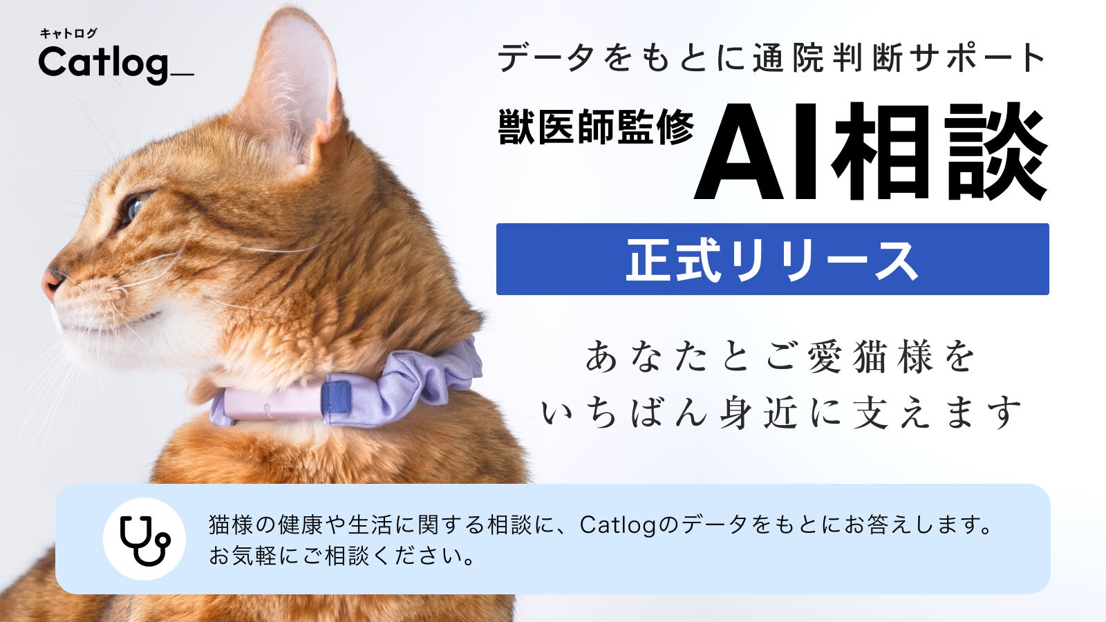 ʚ愛猫ɞ˚˙様☆専用 □姉御さま専用愛犬&愛 ʚ愛猫ɞ˚˙様☆専用 □姉御さま専用愛犬&愛