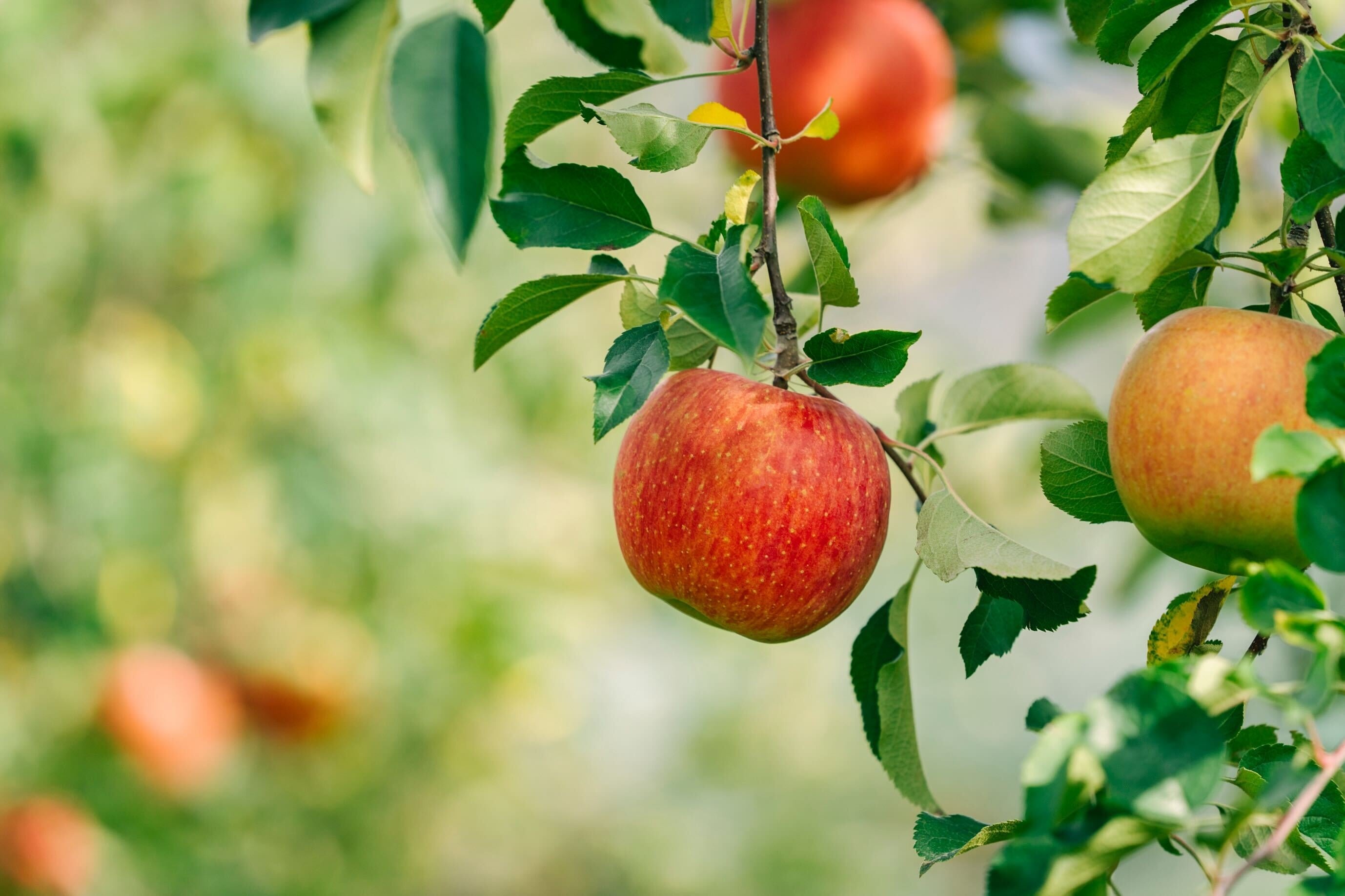 長野県松川町のCarstay車中泊スポット「りんご焚火の駅『マルカメ果樹園』」