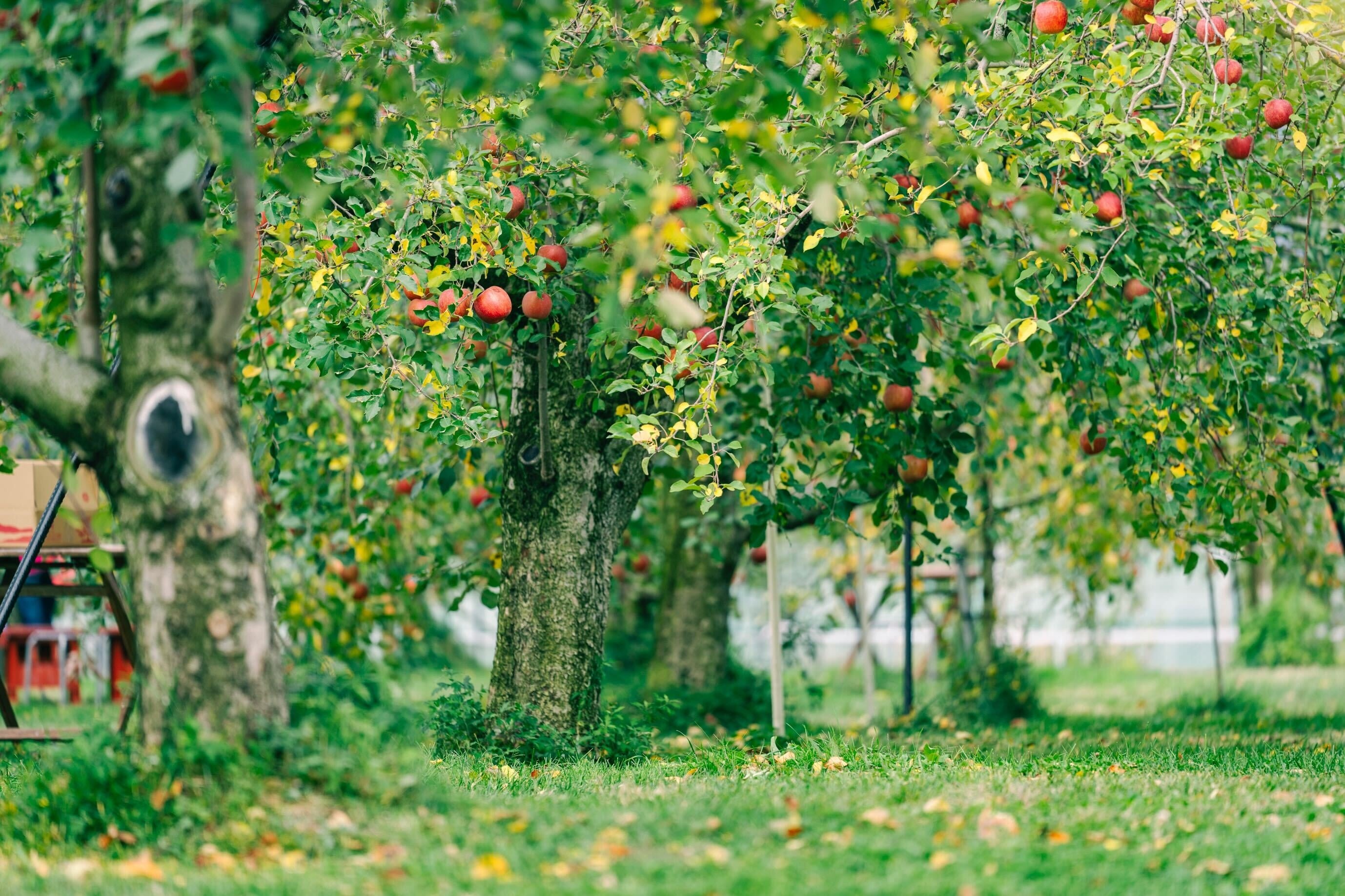 長野県松川町のCarstay車中泊スポット「りんご焚火の駅『マルカメ果樹園』」
