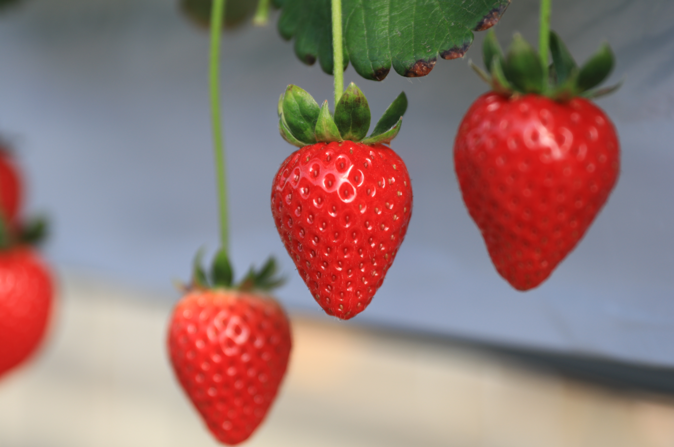 「第1回いちご選手権」で金賞を受賞した「あまりん」