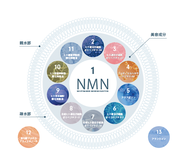 価格改定（値下げ）】日本初リポソーム化NMN配合コスメ『NMN 13 Serum