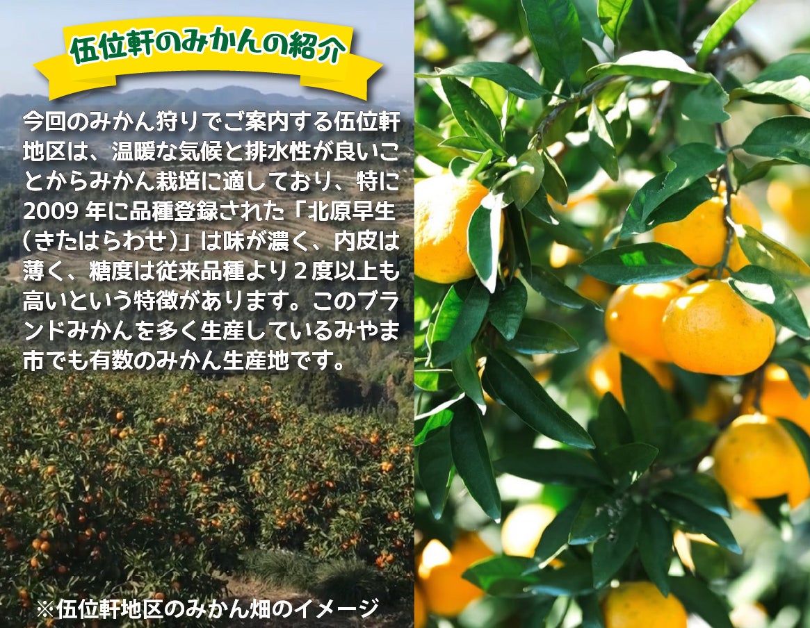 「北原早生」発祥の地で山川みかん狩りとハーブティー作り JR九州が博多駅発着の日帰りツアーを発売中
