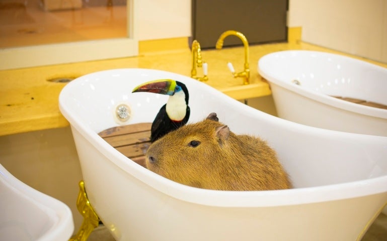 カピバラの猫足風呂