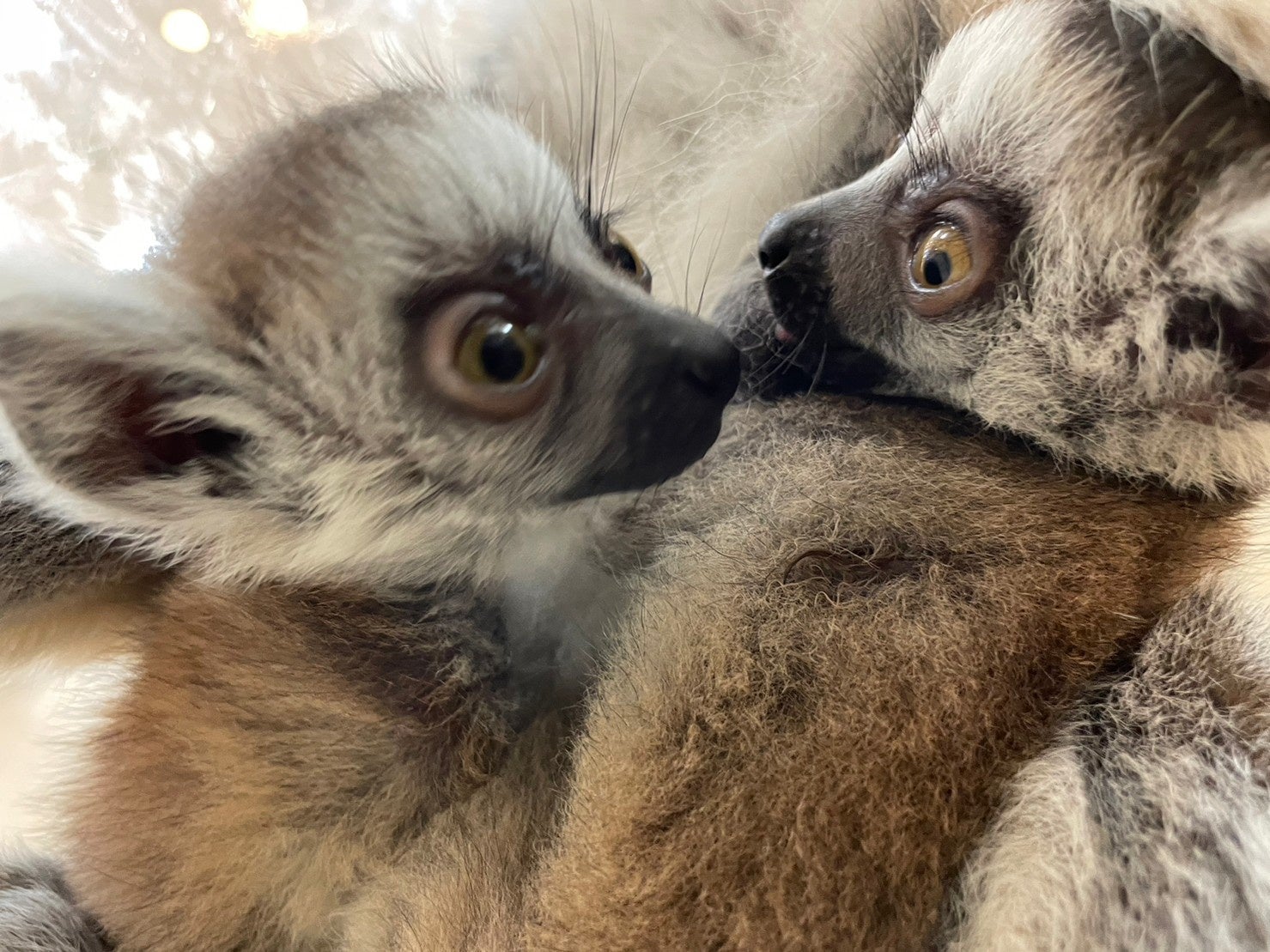 ワオキツネザルの双子の赤ちゃん誕生!「アニタッチ イオンモール土浦