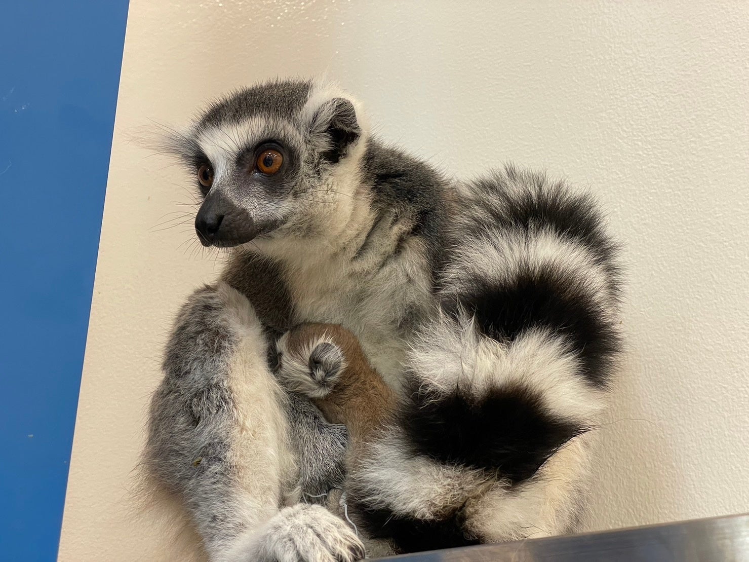 キツネザル ワオキツネザルの双子の赤ちゃん誕生!「アニタッチ イオンモール