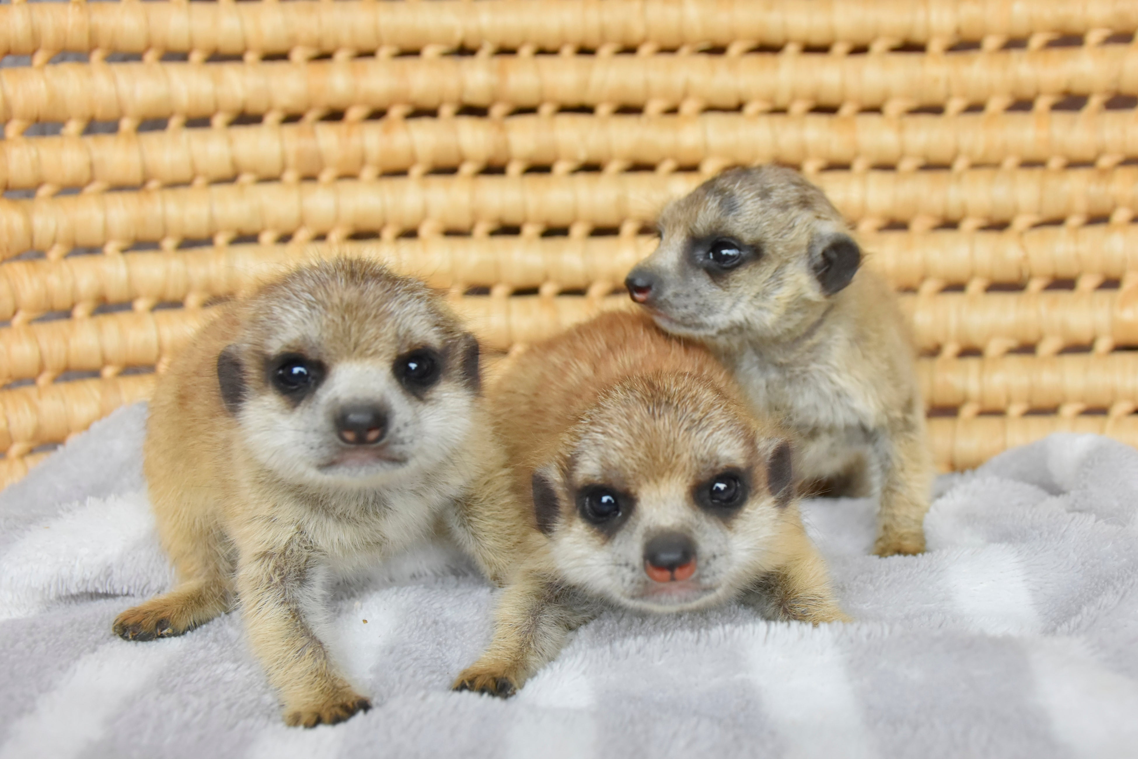 ミーアキャット