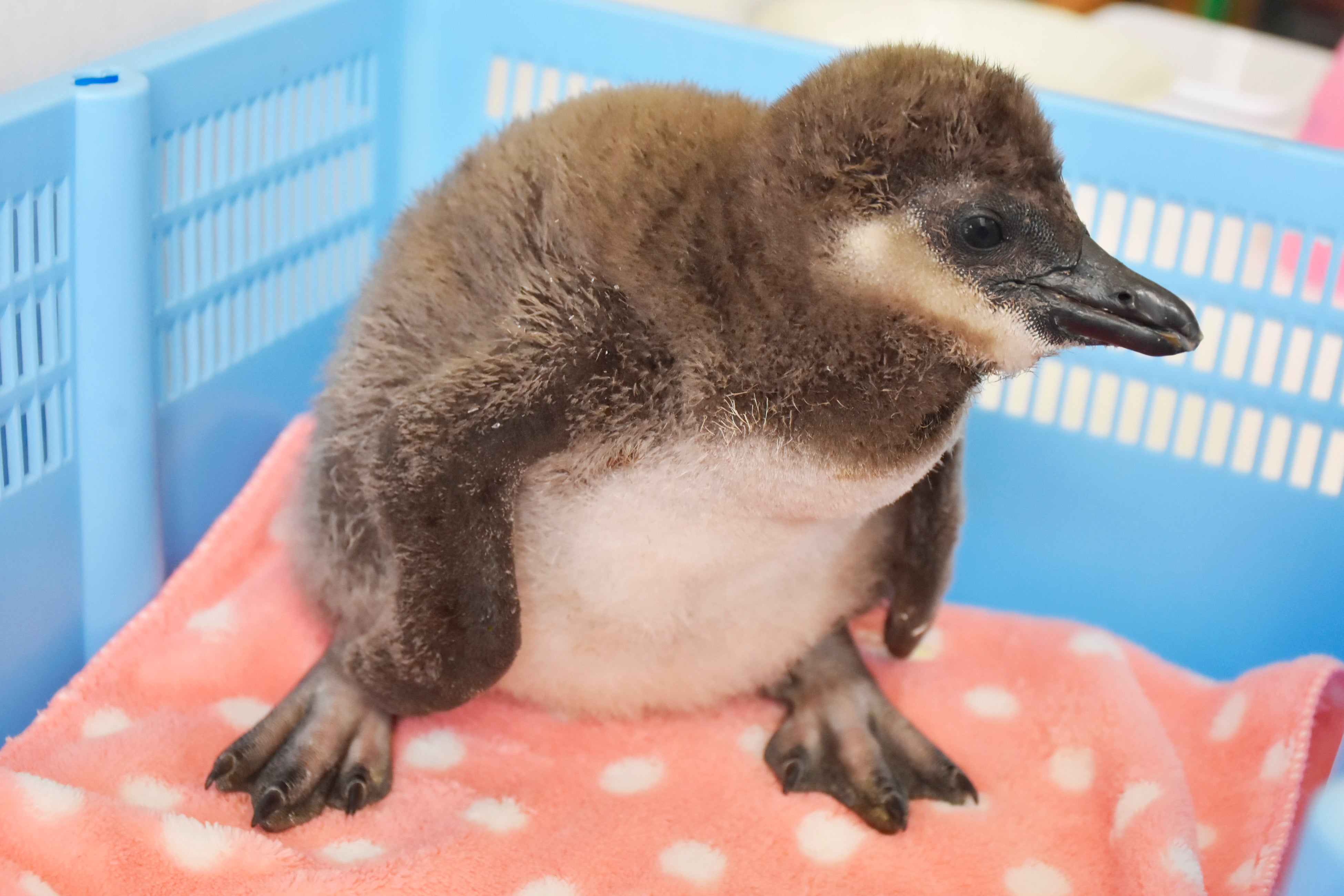 ケープペンギン