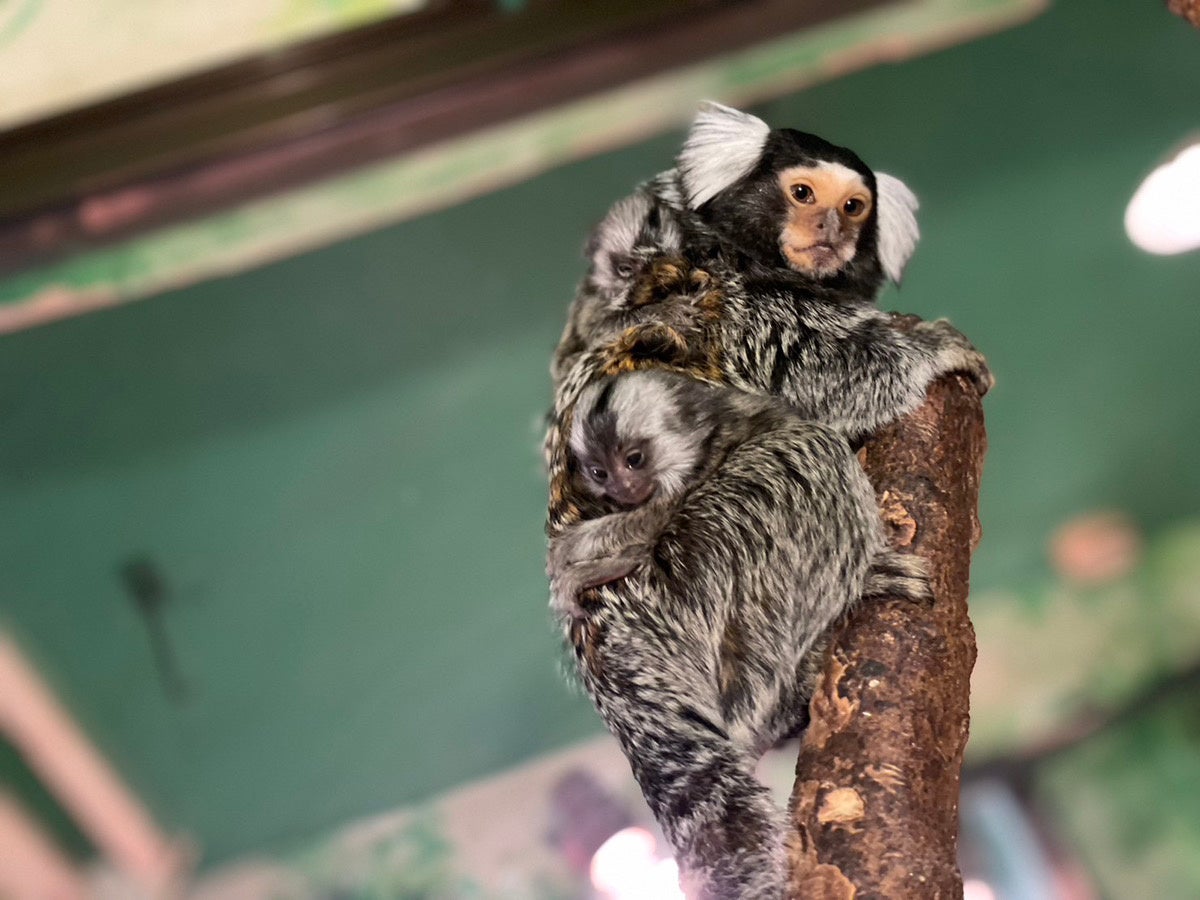 コモンマーモセット