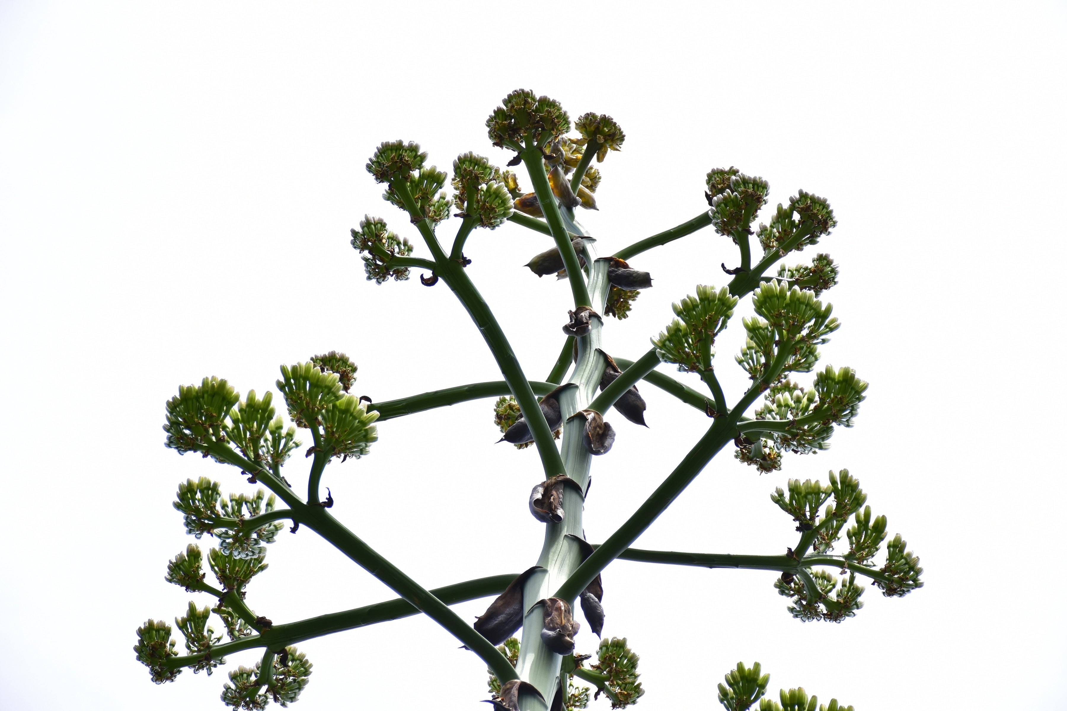 6月7日 猛竜舌、つぼみ