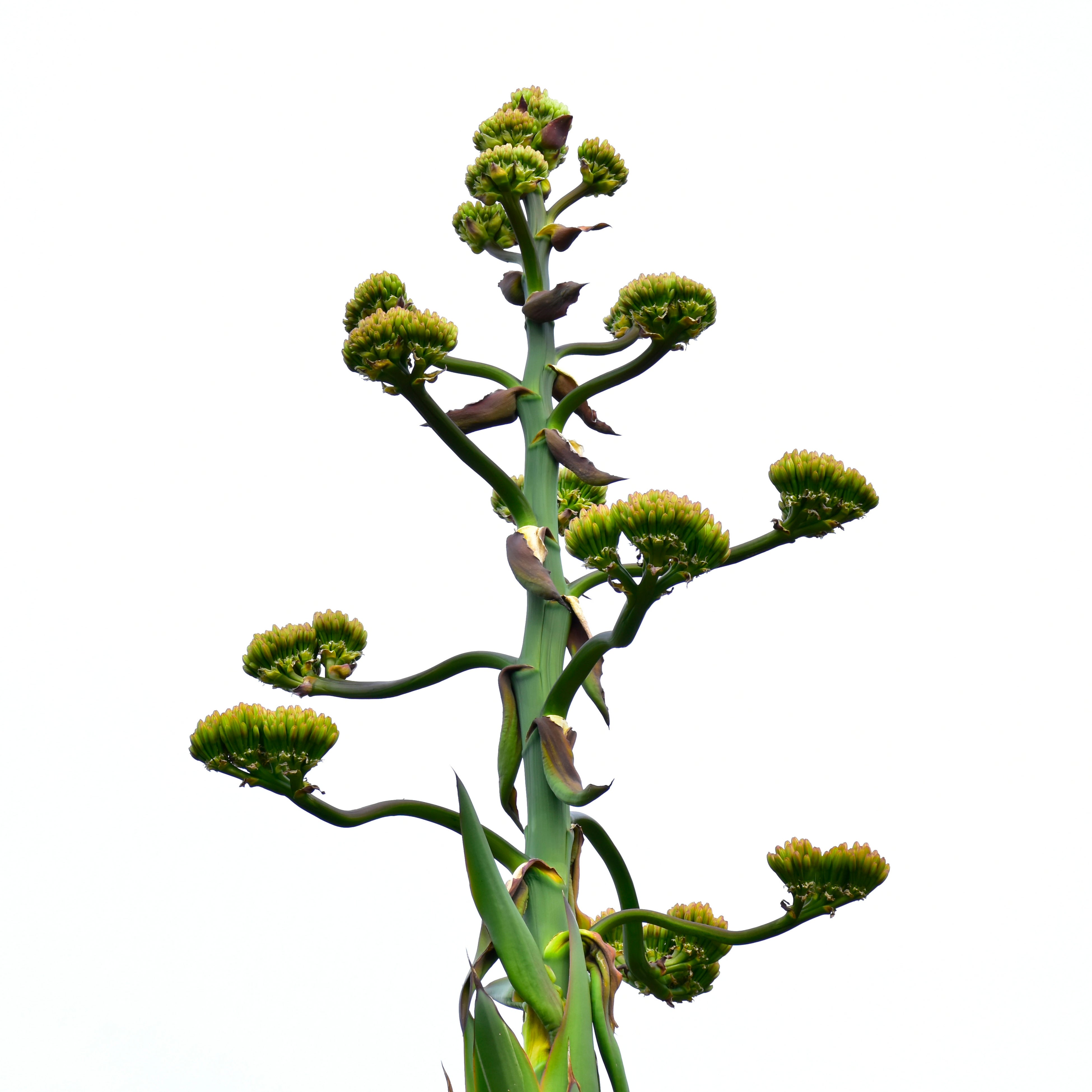 5月18日 酒竜舌、つぼみ部分