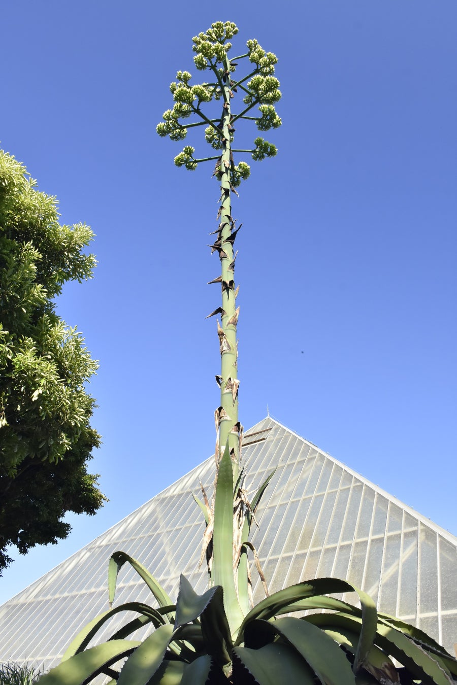 6月16日 猛竜舌、間もなく開花