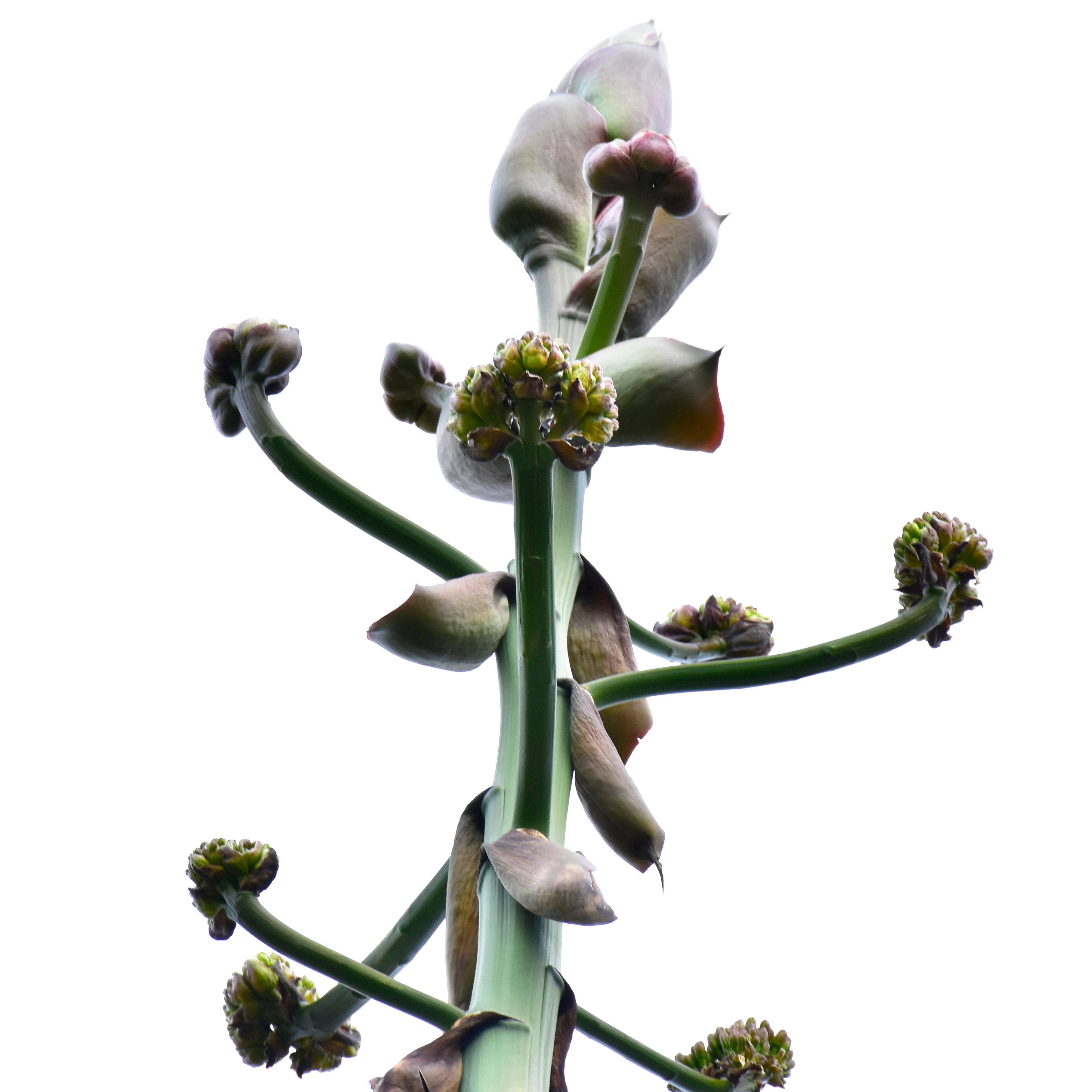 5月18日 猛竜舌、つぼみ部分