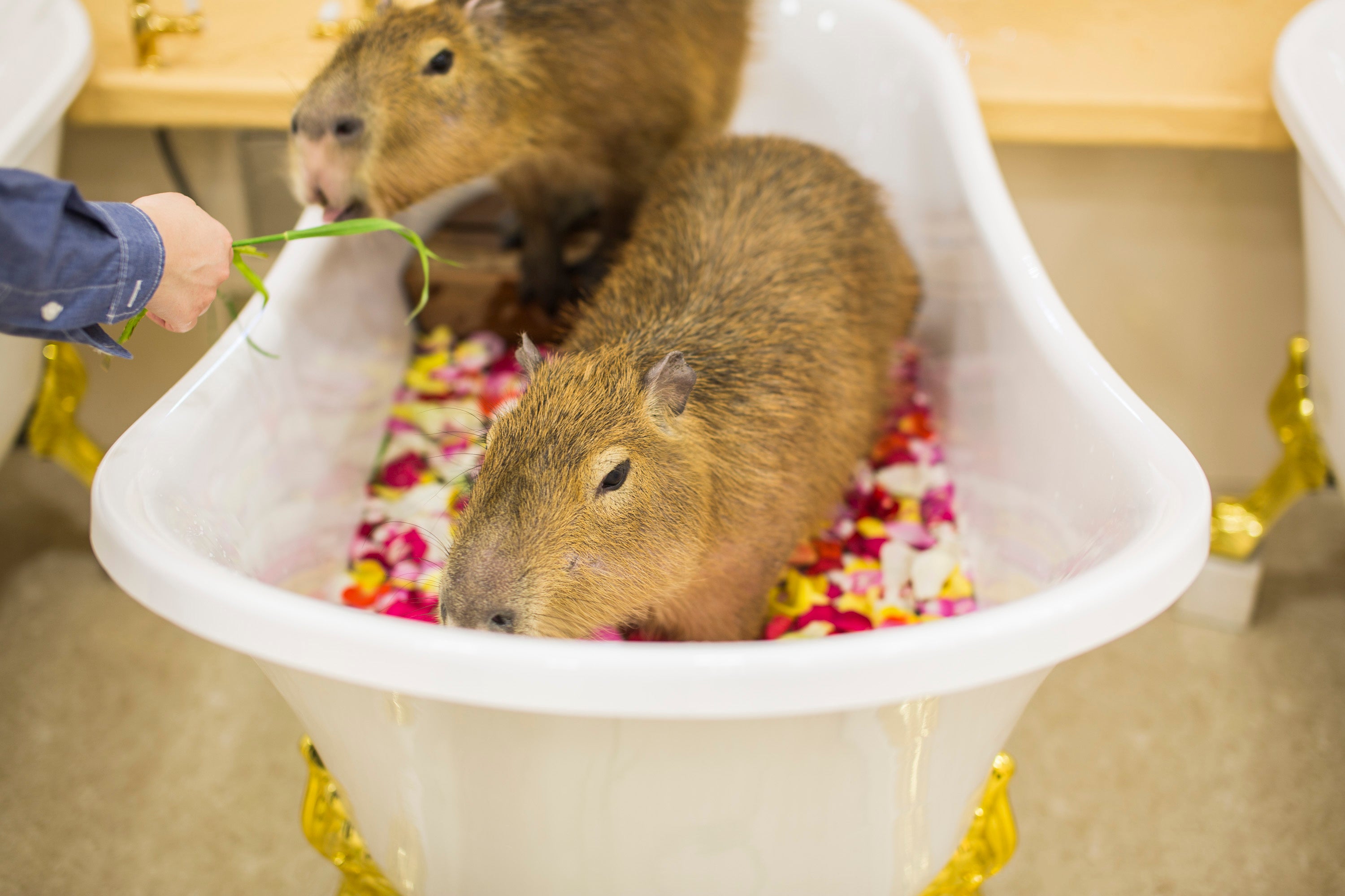 アクアシティお台場」にオープン! 屋内型ふれあい動物園