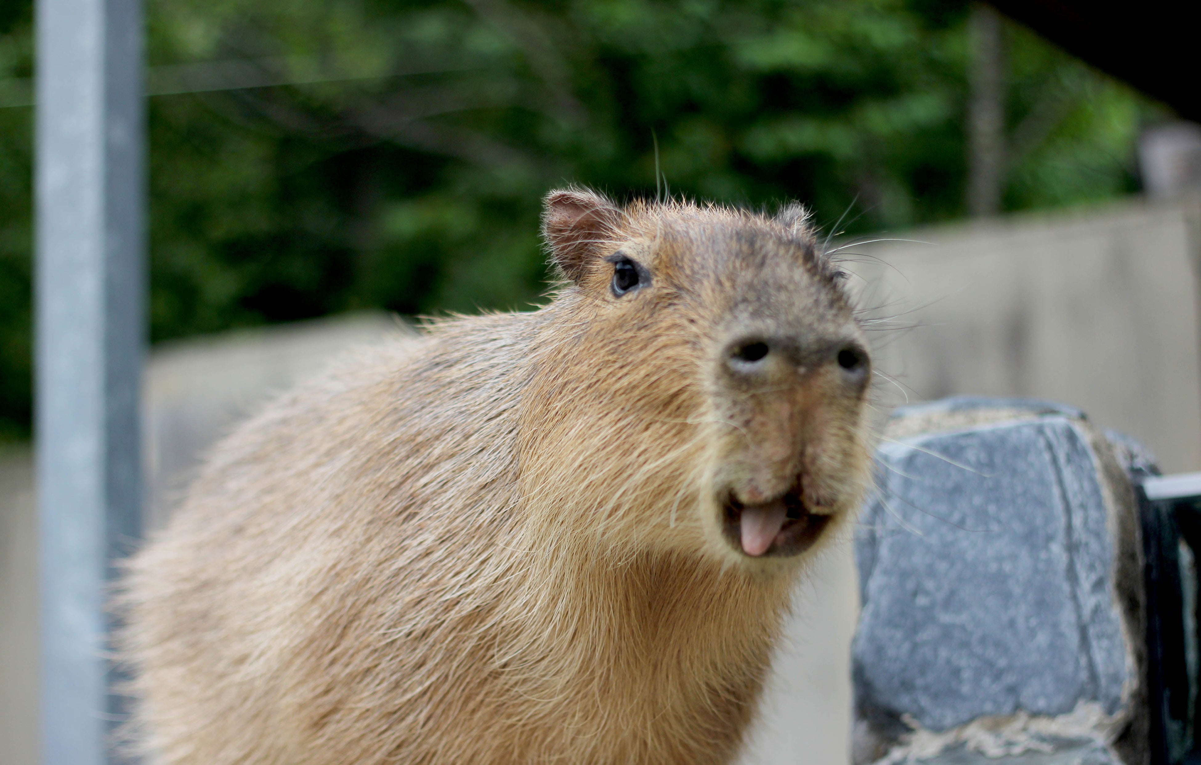 いしかわ動物園「シータ」