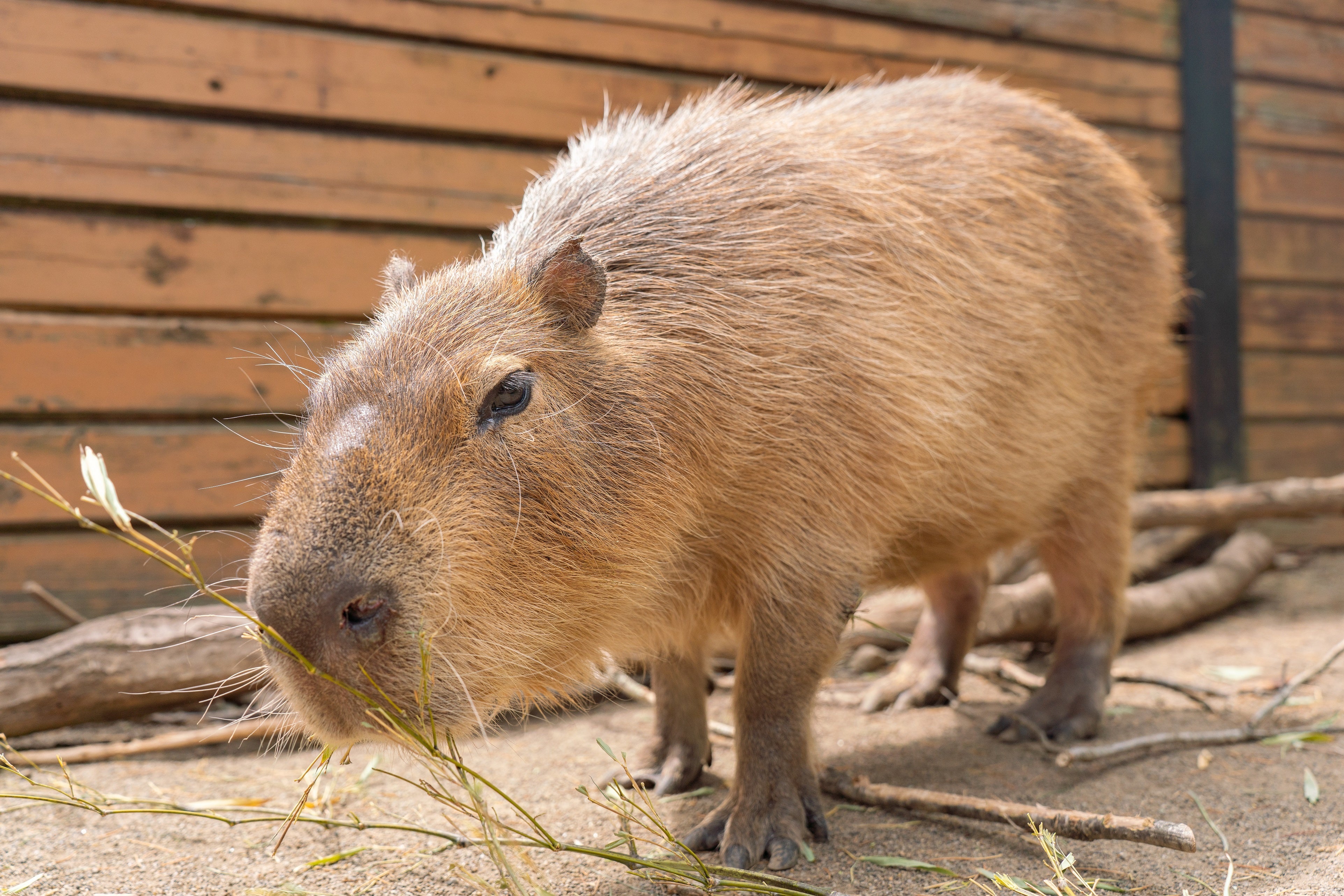 那須どうぶつ王国「シュガー」
