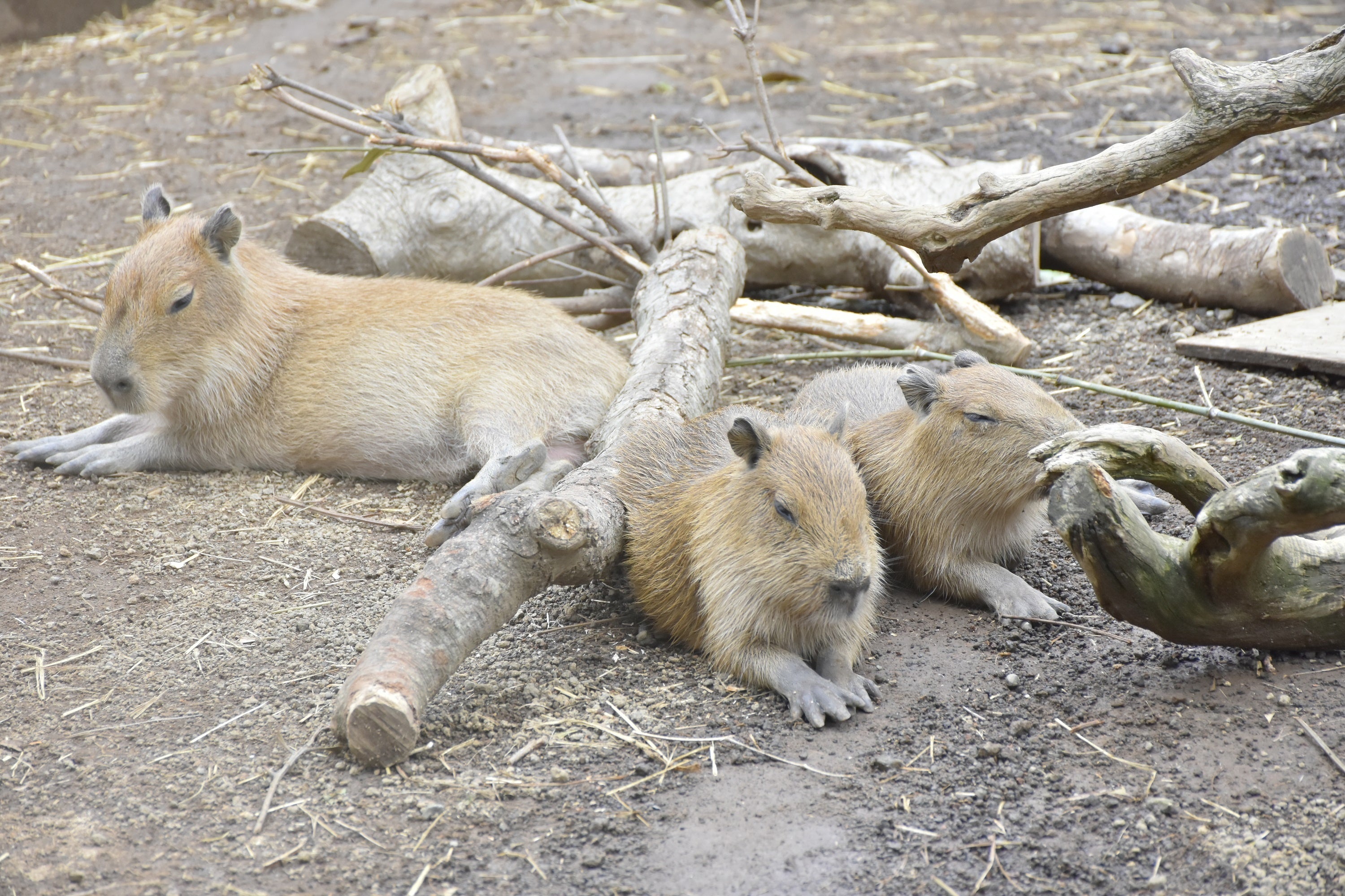 展示場内には他にも赤ちゃんたちが