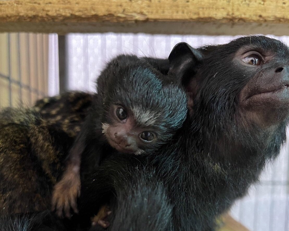 アニタッチみなとみらい_アカテタマリンの赤ちゃん